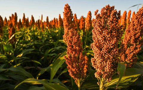 Sorghum